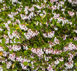 Manzanita - Pacific Mist -Ground Cover, Pre-Bonsai, or Native Garden