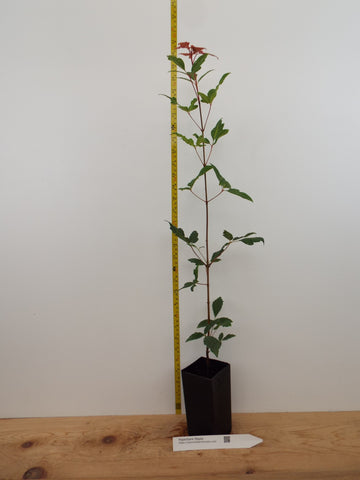 bark for potted plants Acer griseum - Paperbark Maple- 26-60 Inches Tall