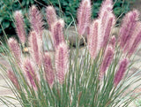 Red Head Fountain Grass (Pennisetum advena)- Red-bronze bottlebrush like plumes