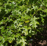 Pin Oak (*Quercus palustris*) 18-24 inch Tree - Scarlet Fall Foliage