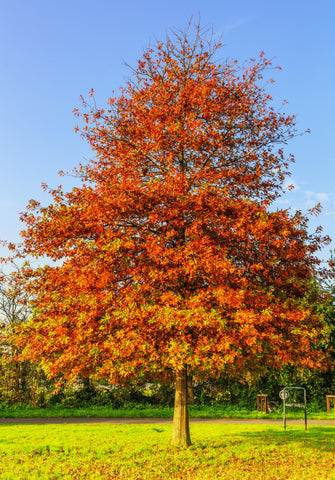 Pin Oak (*Quercus palustris*) 18-24 inch Tree - Scarlet Fall Foliage