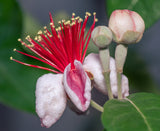 Pineapple guava (Acca sellowiana) Edible Flowers and Aromatic, Tropical Fruit