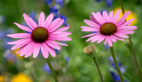 Echinacea Pixie Meadowbrite™ Dwarf Perennial Coneflower