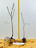 1 year Large Bare root Gooseberry, and Currant - 4 varieties