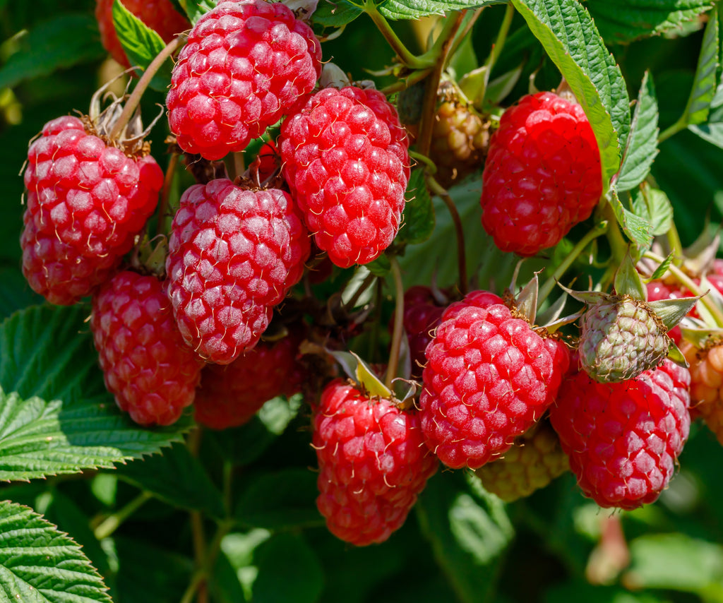 Polana Everbearing Raspberry Bare Root Plants - Early Season for North ...