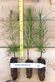 Ponderosa Pine Seedlings- Pacific and Columbia sub species- Landscape or Bonsai