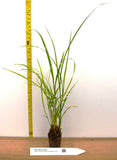 Porcupine Grass - Similar to Zebra Grass - Potted Fully Rooted Live Clumps