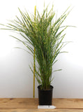 Porcupine Grass - Similar to Zebra Grass - Potted Fully Rooted Live Clumps