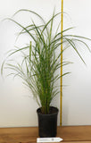 Porcupine Grass - Similar to Zebra Grass - Potted Gallons Fully Rooted