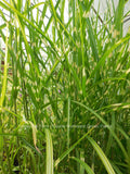 Porcupine Grass - Similar to Zebra Grass - Potted Gallons Fully Rooted