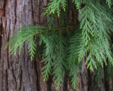 Port Orford Cedar- Chamaecyparis lawsoniana- Seedlings