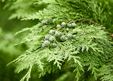 Port Orford Cedar- Chamaecyparis lawsoniana- Seedlings