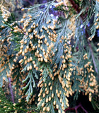 Port Orford Cedar- Chamaecyparis lawsoniana- Seedlings