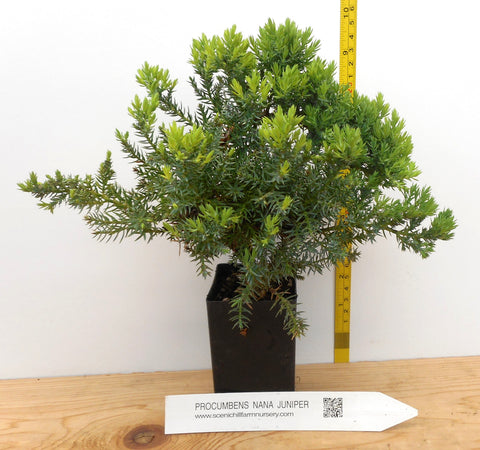 juniper bonsai trees for sale Juniper procumbens nana, Dwarf Japanese garden juniper- Bonsai, contai – Scenic Hill Farm Nursery