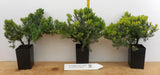 Juniper procumbens nana, Dwarf Japanese garden juniper- Bonsai, container or landscape