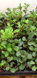 Ceanothus gloriosus ‘Point Reyes’ - Starter plugs