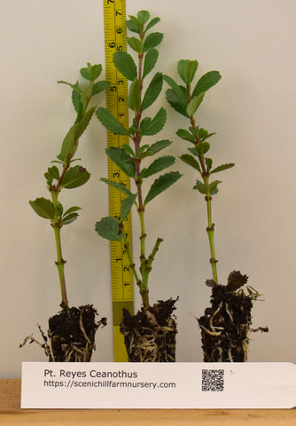 Ceanothus gloriosus ‘Point Reyes’ - Starter plugs