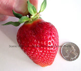 Potted Puget Crimson Strawberry Plants -Rich Strawberry Flavor