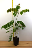 Purple Robe Locust - Potted Trees- 2 Sizes - pink-purple, wisteria-like blooms