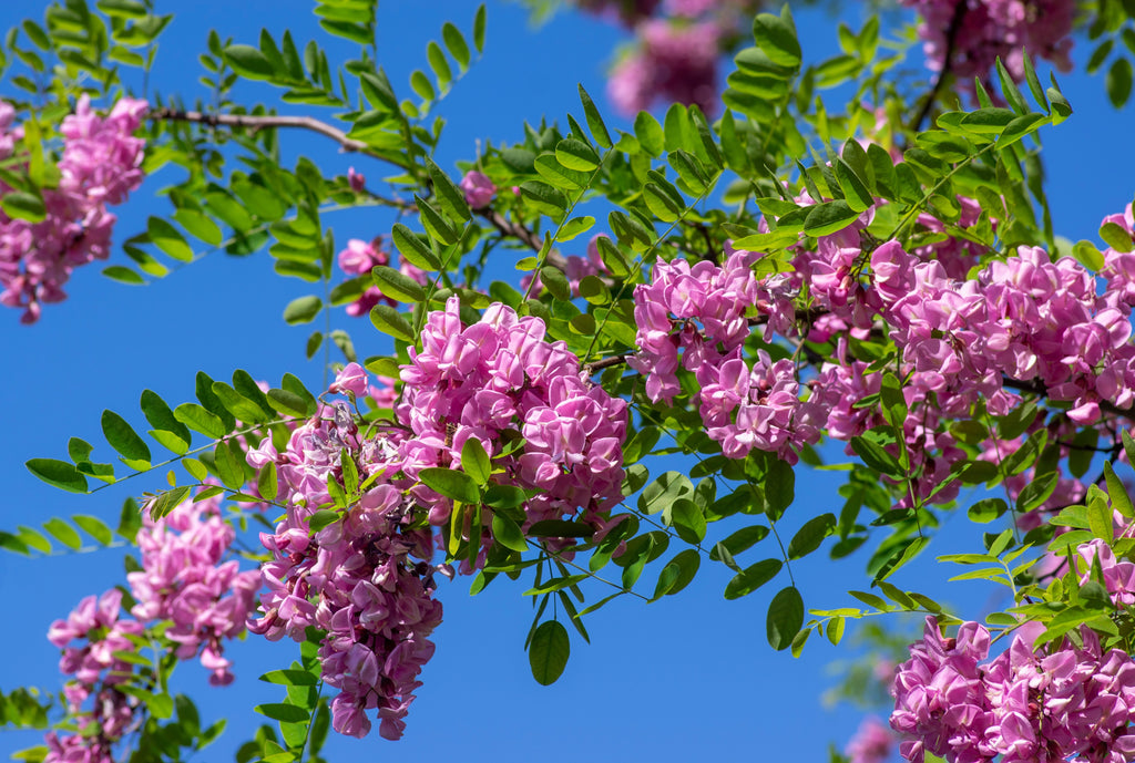 Purple Robe Locust - Potted Trees- 4 Sizes - pink-purple, wisteria-lik ...