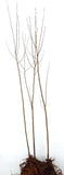 Quaking Aspen Trees (Populus tremuloides) Bare Root Trees - 36-42 Inches Tall