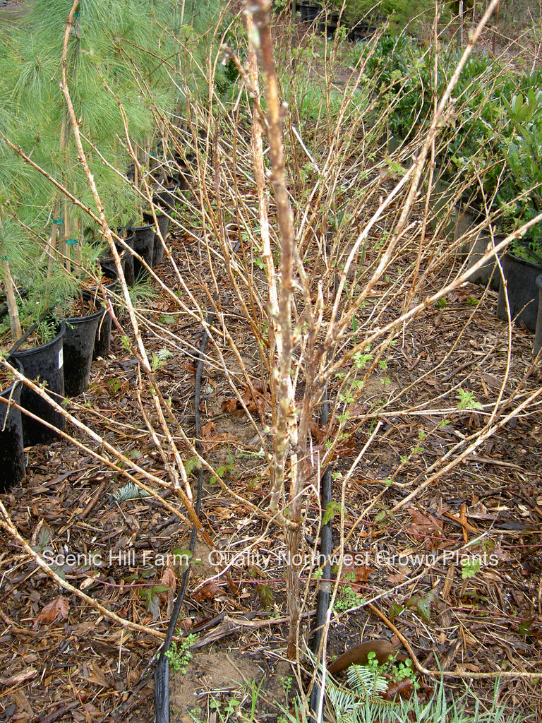 Latham Red Raspberry Rootstock - Free Shipping- Extremely cold-toleran ...