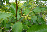 Red Alder (Alnus rubra) - Fast Growing NW Native- Nitrogen Fixer