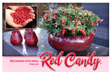 Lingonberry Red Candy- Potted Plants- Delicious Berries- Eye Catching Landscape or Container Plant