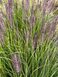 Red Head Fountain Grass (Pennisetum advena)- Red-bronze bottlebrush like plumes