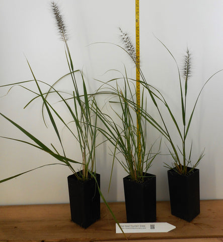 Red Head Fountain Grass (Pennisetum advena)- Red-bronze bottlebrush like plumes