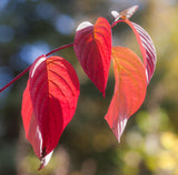 Red Twig Dogwood - Cornus sericea - Also Known as Red Osier Dogwood or Creek Dogwood.