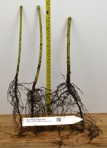 Red Twig Dogwood - Cornus sericea - Also Known as Red Osier Dogwood or Creek Dogwood.