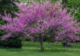 Eastern Redbud (Cercis canadensis)- Potted in 5" deep band pot- 24"-36" tall