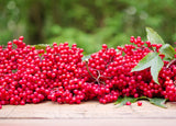Red Elderberry (Sambucus racemosa) -Wildlife Gardens, Erosion Control