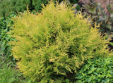 Rheingold Cedar, Thuja occidentalis 'Rheingold', Golden Foliage 6" - 10" Tall