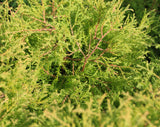 Rheingold Cedar, Thuja occidentalis 'Rheingold', Golden Foliage 6" - 10" Tall