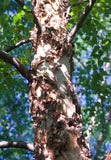 River Birch (Betula nigra) Potted Tree -Cinnamon brown, peeling bark and bright yellow fall leaf color.