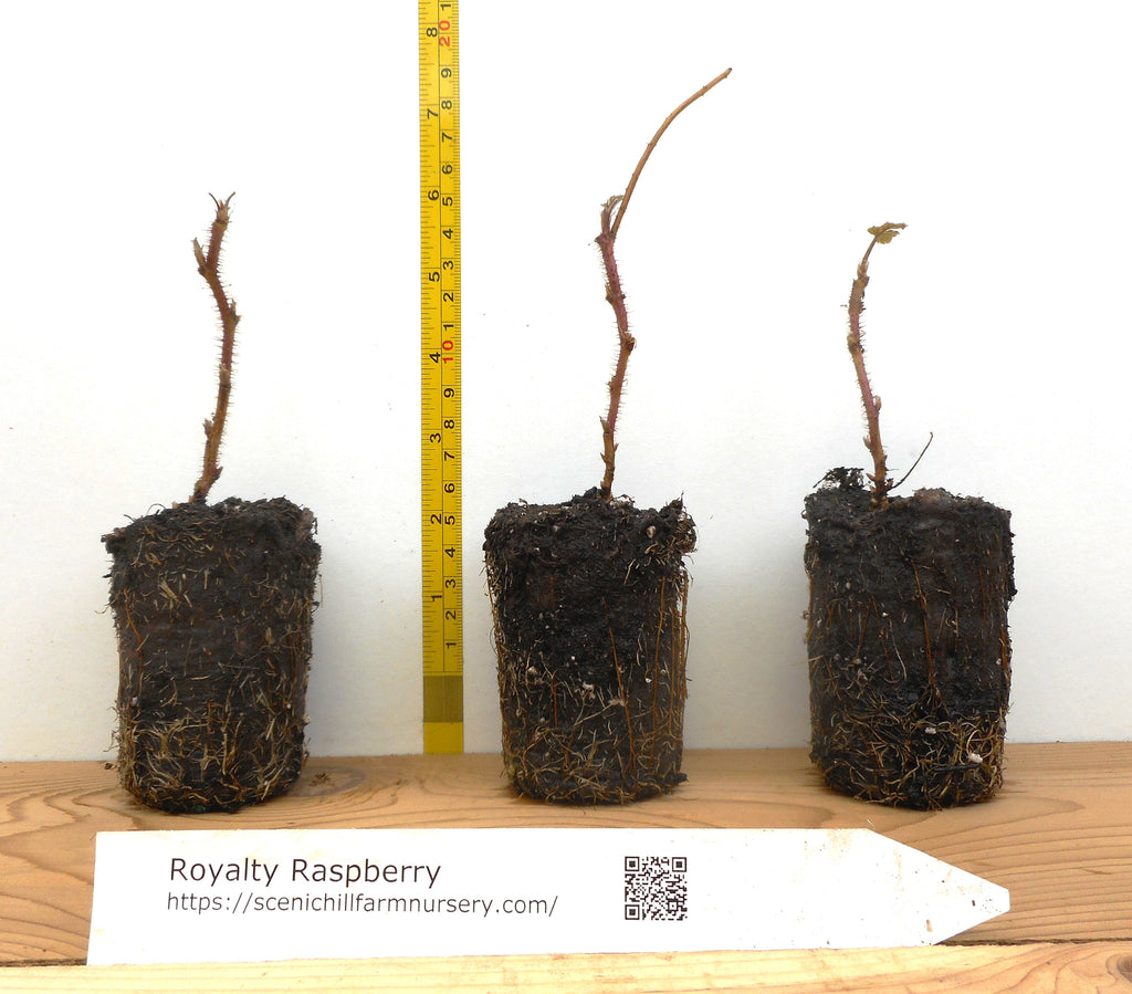 Potted Royalty Purple Raspberry Plants - Scenic Hill Farm Nursery