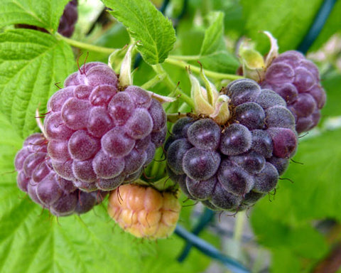 Glencoe Purple Raspberry - Potted Plants - compact, thornless hybrid - sweet, slightly tart berries