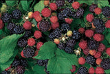 Jewel Black Raspberry - Potted Plants - Bountiful Yields of Black Berries- Zone 5-8