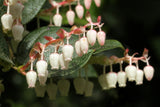 Salal - Gaultheria shallon - Lg Gallon Container - Ground Cover, Erosion Control, Tasty Berries, Flower Arrangements