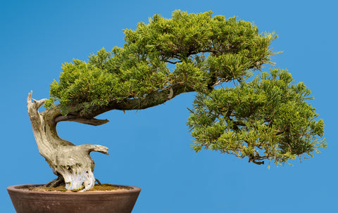 san jose juniper bonsai tree San Jose Juniper (*Juniperus chinensis* 'San Jose')- Landscape or Bons – Scenic Hill Farm Nursery