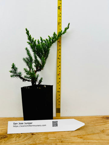 bonsai tree san jose San Jose Juniper (*Juniperus chinensis* 'San Jose')- Landscape or Bons – Scenic Hill Farm Nursery