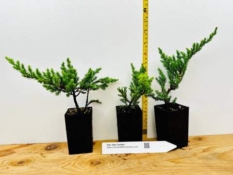 bonsai tree for sale san jose San Jose Juniper (*Juniperus chinensis* 'San Jose')- Landscape or Bons – Scenic Hill Farm Nursery