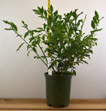 Sarcococca ruscifolia - Fragrant Sarcococca, Sweet Box - Large Gallons