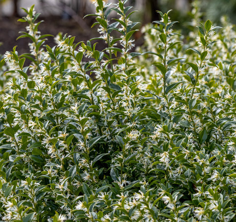 Sarcococca confusa - Fragrant Sarcococca, Sweet Box - Large Gallons