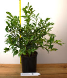 Sarcococca confusa - Fragrant Sarcococca, Sweet Box - Large Gallons