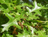 Scarlet Oak - Quercus coccinea - 18-24 Inch Tall Potted Tree