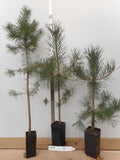 Pinus sylvestris, the Scots pine or Scotch pine -Specimen, Windbreak, Christmas Tree, or Bonsai