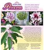 Daphne Perfume Princess -  Easy Care Hybrid Evergreen Shrub - Fragrant Flowers